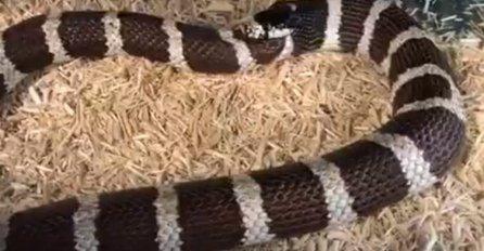 Nesvakidašnji video: Muškarac snimio zmiju kako proždire sama sebe