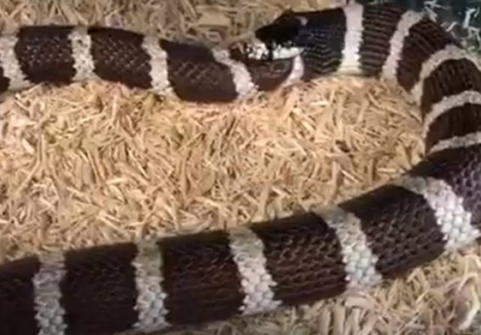 Nesvakidašnji video: Muškarac snimio zmiju kako proždire sama sebe