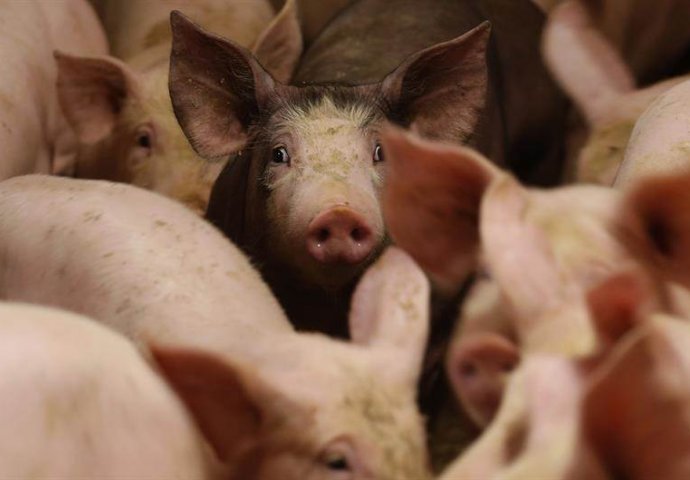 Potvrđeno: U Srbiji se pojavila afrička kuga svinja