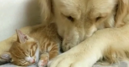 VIDEO KOJI JE RAZNJEŽIO HILJADE LJUDI: Nježni pas čuva svoju prijateljicu macu, njihovo prijateljstvo je neopisivo