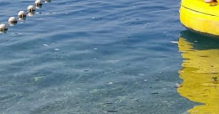 TURISTI U NEVJERICI, SVI POBJEGLI NA PLAŽU KAD SU UGLEDALI OVO: Iznenađujući prizor kod Tučepa, OBJAVLJENE FOTOGRAFIJE!