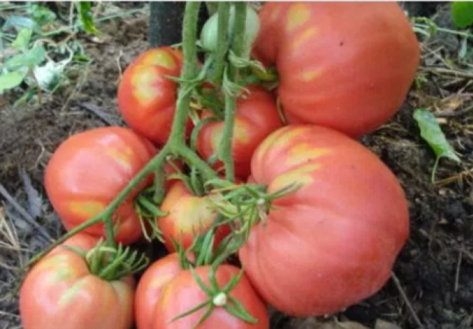 Samo je u ovome tajna: Ako uradite OVO onda će paradajz u vašoj bašti rasti kao LUD!