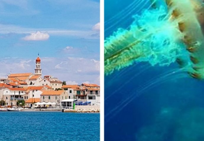 STRUČNJACI UPOZORAVAJU: Kompas meduza  se pojavila u Jadranskom moru,  UBOD IZAZIVA KATASTROFALNE POSLJEDICE!