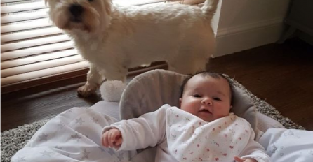 Porodica je dobila bebu pa odlučila psu urediti vlastitu sobu ispod stepenica, rezultat će vas iznenaditi, IZGLEDA NEVJEROVATNO! (FOTO) 