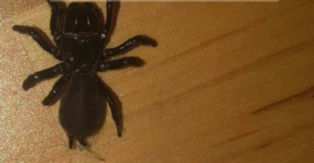 Sarajka upozorila: U stanu sam pronašla otrovnog australskog pauka, dolaze u paru a ubod je opasan po život!