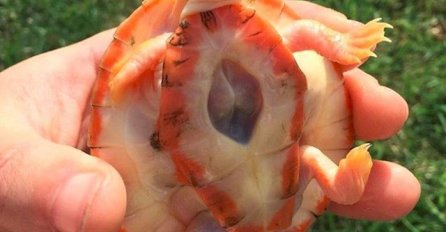 12 nesvakidašnjih stvari koje vjerojatno vidite po prvi put u životu! Ne vjerujete nam?! Pogledajte OVO!