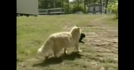 Mačka je izgubila svoje bebe, a onda su susjedi vidjeli kako krade štence ! Ono što je uslijedilo niko nije mogao vjerovati!