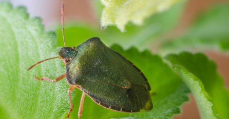 AKO VIDITE SMRDIBUBU U KUĆI NIPOŠTO JE NE UNIŠTAVAJTE: Očekuje vas ogromno iznenađenje!
