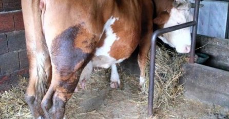 OVAJ OGLAS JE APSOLUTNI HIT U REGIONU, IZAZVAO JE SALVE KOMENTARA Krava na prodaju: Ima njemačke papire!