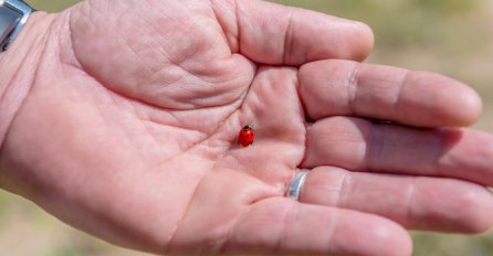 NAJEZDA BUBAMARA U SRBIJI, OPSJEDAJU KUĆE: Ovo je jedini način da ih se riješite!