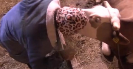 URNEBESNA SCENA U ZADRUZI: Maneken prišao kravi, a onda uslijedio šok! Ovaj (VIDEO) je ODUŠEVIO REGION