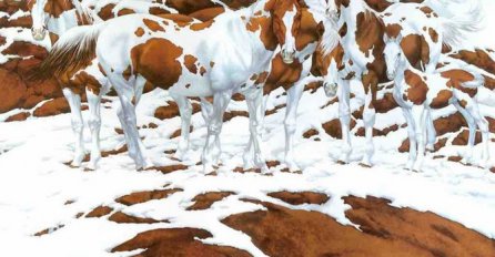 KOLIKO KONJA IMA NA SLICI? Mnogi muku muče sa ovom slikom, A OVO JE PRAVI ODGOVOR!