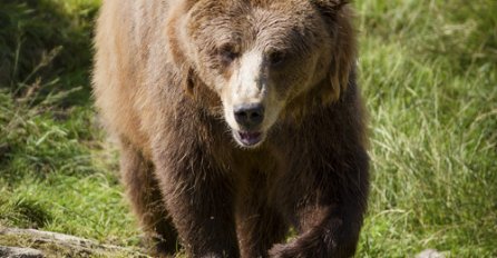 VELIKA TRAGEDIJA, MEDVJED USMRTIO POLITIČARA: Ovaj događaj je sve PRESTRAVIO!