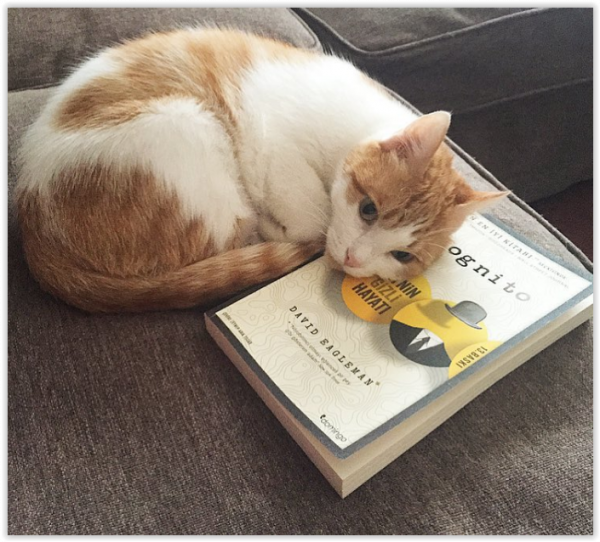 screen-shot-10-07-19-at-04-26-pm