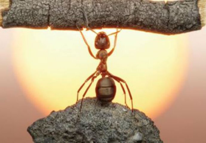 POUČNA PRIČA: Jednom davno živio je sretan i vrijedan mrav