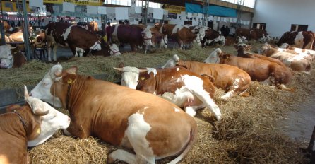 DOMAĆIN PERO SA SVOJIH 70 GODINA NE PAMTI OVAKAV FENOMEN: Neviđeno čudo u Prnjavorskom selu Mlinci!