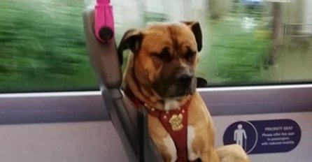 SVI RONE SUZE KAD VIDE OVOG NAJTUŽNIJEG PSA U AUTOBUSU: Vlasnici se nisu pojavili