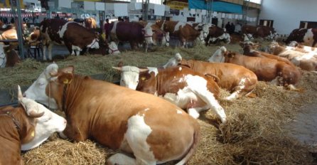 DOMAĆIN PERO U SVOJIH 70 GODINA NE PAMTI OVAKAV FENOMEN: Neviđeno čudo u Prnjavorskom selu Mlinci!