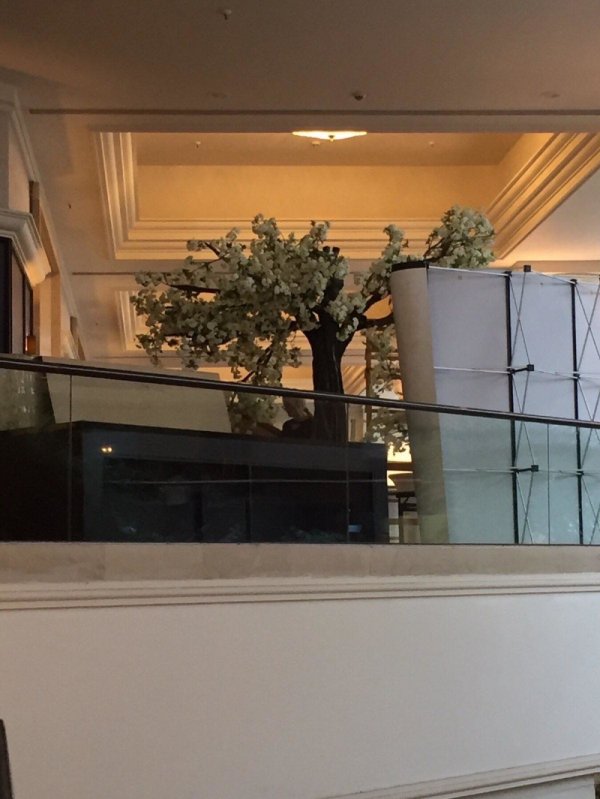 77060130-412145446339864-8831439078340689920-n-1000x0