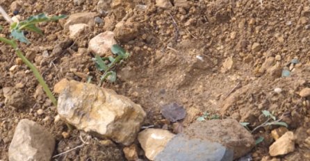 PANIKA MEĐU GRAĐANIMA Gladni medvjedi haraju selima po Bosni i Hercegovini