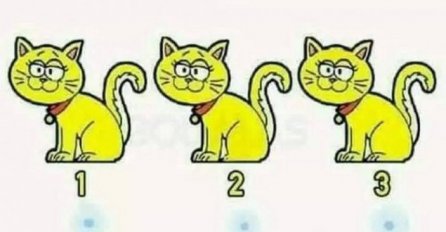 SAMO ZA INTELIGENTNE: Imate 5 sekundi da otkrijete KOJI MAČAK SE RAZLIKUJE OD OSTALIH!
