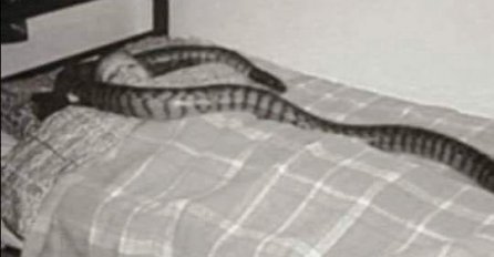 MUDRA PRIČA O ŽENI I PITONU: Prepoznajte zmije oko sebe