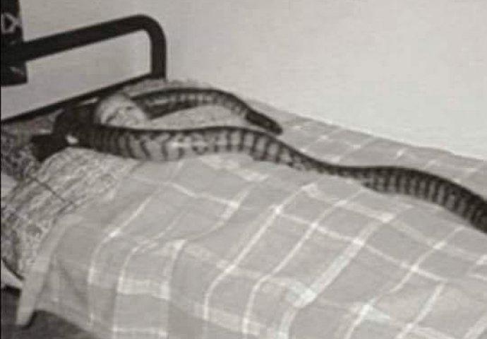 MUDRA PRIČA O ŽENI I PITONU: Prepoznajte zmije oko sebe