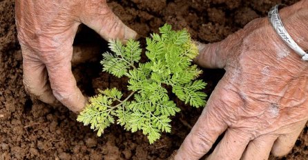 NAPRAVITE ORGANSKO TEČNO ĐUBRIVO: Ovo djeluje kao raketno gorivo za rast svih biljaka! (RECEPT)