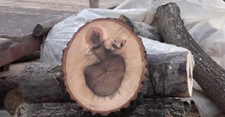 PRESJEKAO JE HRAST, A EVO ŠTA MU SE UKAZALO, TESTERA MU SE ODMAH UGASILA: Svi pričaju o Miliću iz Ivanjice!