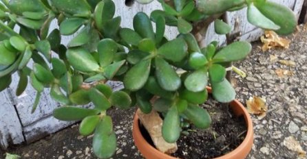 ZOVU JE 'DRVO NOVCA': Pogledajte gdje trebate staviti OVU BILJKU i novčanik će vam biti pun para!