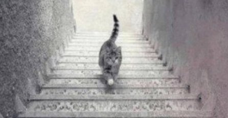 OVA SLIKA JE HIT NA INTERNETU: Da li se ova mačka PENJE ILI SILAZI niz stepenice? ODGOVOR OTKRIVA NEŠTO BITNO O VAMA