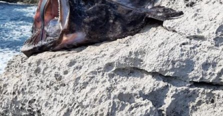 "VIŠE SE NE KUPAM NA JADRANU": Čovjek nadomak obale upecao džinovsku MORSKU NEMAN, POGLEDAJTE KAKO IZGLEDA (FOTO)