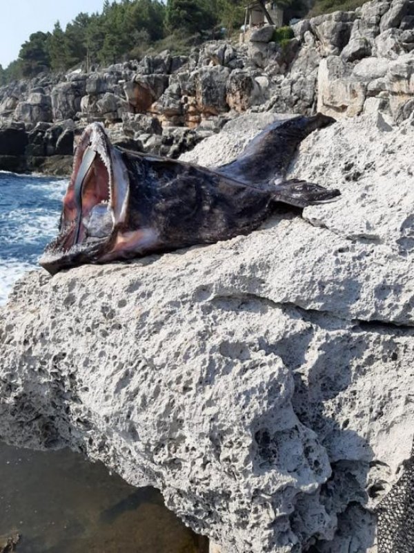 grdobina-ulov-hrvatska-facebook