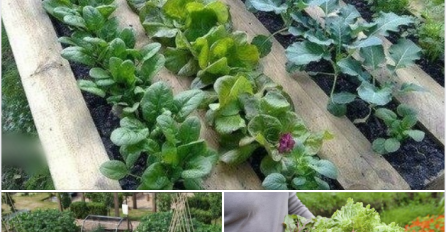 ŽELITE SAMI UZGAJATI VLASTITO ORGANSKO POVRĆE? PALETA JE SVE ŠTO TREBATE: Evo šta trebate uraditi!