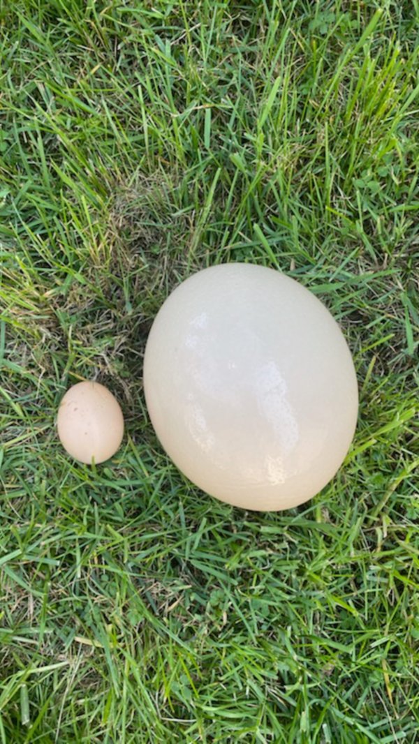 93881699-553468278923632-932244313142668388-n