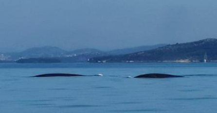 HRVATI U NEVJERICI, POGLEDAJTE ŠTA JE SNIMLJENO U MORU: "Nikad ovo dosad nisam vidio.." (VIDEO)