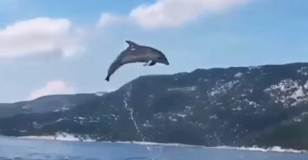 FASCINANTI PRIZORI SA KORČULE, SNIMAK OBIŠAO REGION: Delfini priredili pravi SPEKTAKL ZA OČI! (VIDEO)