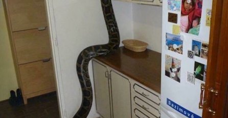 UŠAO U KUĆU, PA ZATEKAO JEZIV PRIZOR U KUHINJI: Kad vidite GORNJI DIO SLIKE, ZAMANTAT ĆE VAM SE! (FOTO)