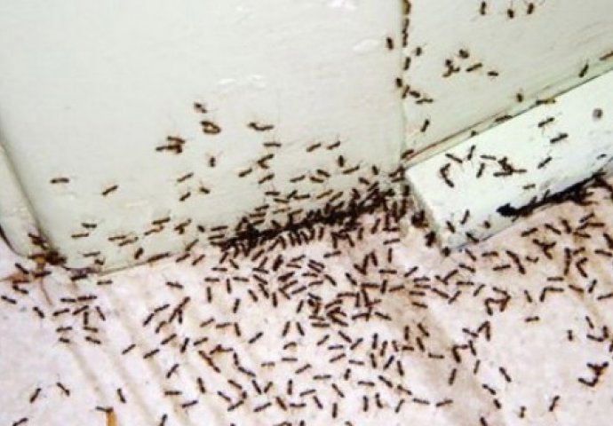Mravi se više neće vraćati: Napravite jeftin i efikasan rastvor koji će ih zauvijek otjerati iz kuće