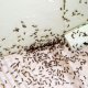Mravi se više neće vraćati: Napravite jeftin i efikasan rastvor koji će ih zauvijek otjerati iz kuće