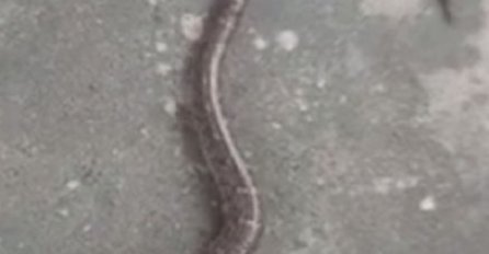 UHVATIO ZMIJU KAKVA SE RIJETKO VIĐA: Neki ljudi vjeruju da DONOSI KATASTROFU