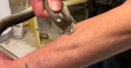 PUSTIO JE DA GA UGRIZU DVIJE NAJOTROVNIJE ZMIJE NA SVIJETU: Nećete vjerovati kad vidite ŠTA MU SE DESILO SA RUKAMA!