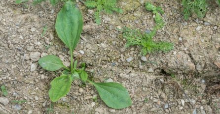 Biljku iz dvorišta miješamo sa korovom, a ima nevjerovatne zdravstvene koristi