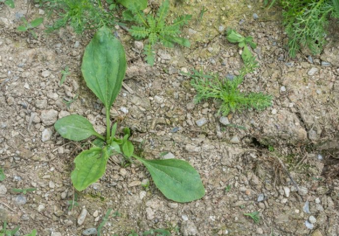 Biljku iz dvorišta miješamo sa korovom, a ima nevjerovatne zdravstvene koristi