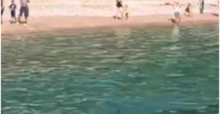 UZBUNA NA PLAŽI U CRNOJ GORI, LJUDI BJEŽALI IZ MORA: Svi su mislili da je ajkula, a evo šta ih je PRESTRAŠILO (VIDEO)