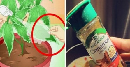 TAJNI TRIK VRTLARA, MORATE GA ZNATI: Dodajte samo 1 kašiku na stabljiku vaše biljke i gledajte šta se događa