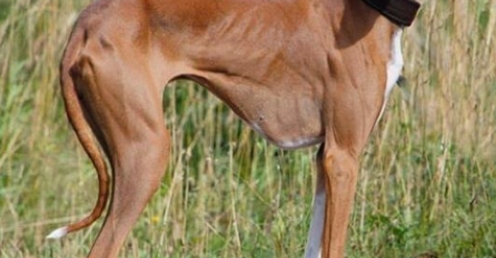 IZGLEDAJU KAO CIRKUS, A KOŠTAJU KAO STAN U CENTRU GRADA:  Ovo su najskuplji psi na svijetu, čekajte da vidite broj 7 -SMIJAT ĆETE SE DANIMA!