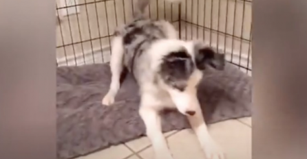 Vlasnik ostao bez teksta kad je shvatio zbog čega njegovo štene cijelu noć ne spava