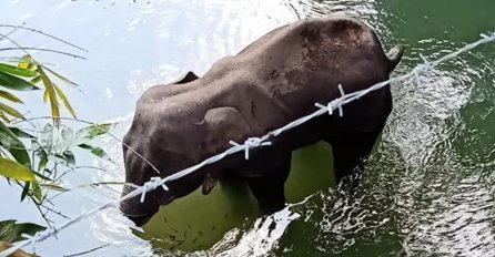 Lokalci u Indiji ubili trudnu slonicu, nahranili je ananasom u kojem je bio vatromet