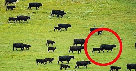 NIKO NEMA OBJAŠNJENJA ZA OVU MISTERIJU: Vidite li šta se događa na ovoj slici?